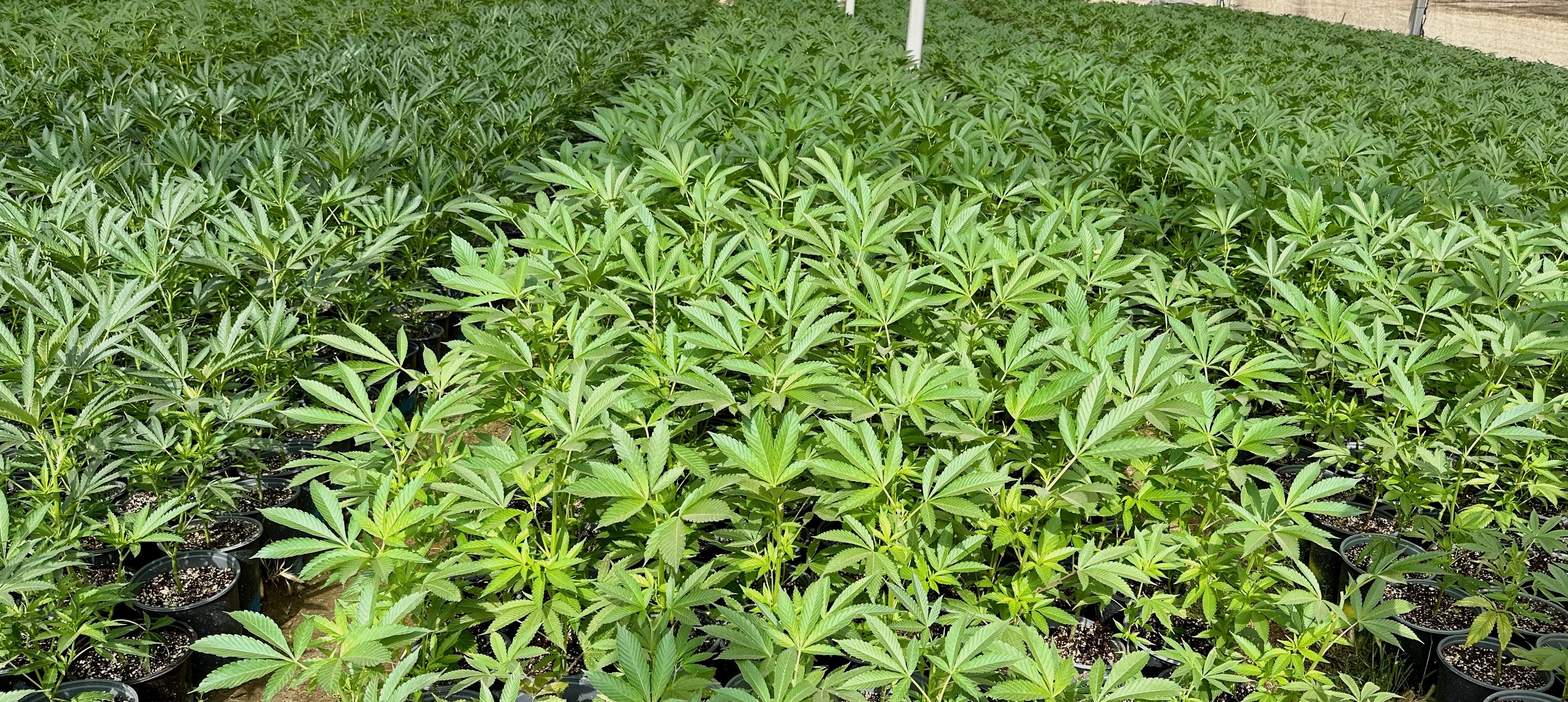 Cannabis plants Click to view article, Cannabis Business Tax Rate to be Reduced to 6% of Gross Receipts on July 1, 2023