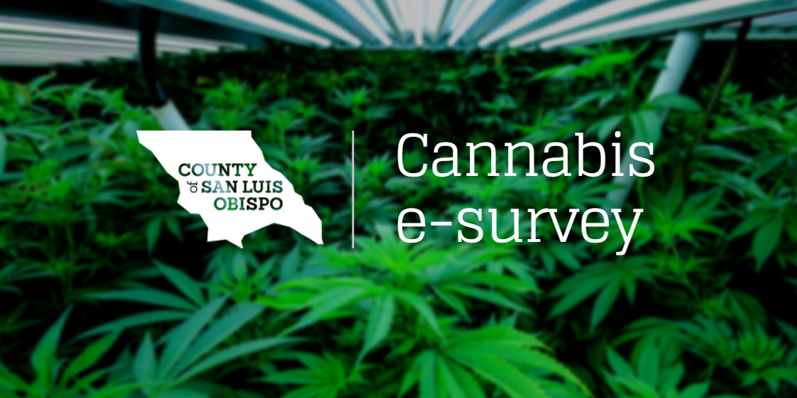 Background: Cannabis Plants. Text: Cannabis e-survey