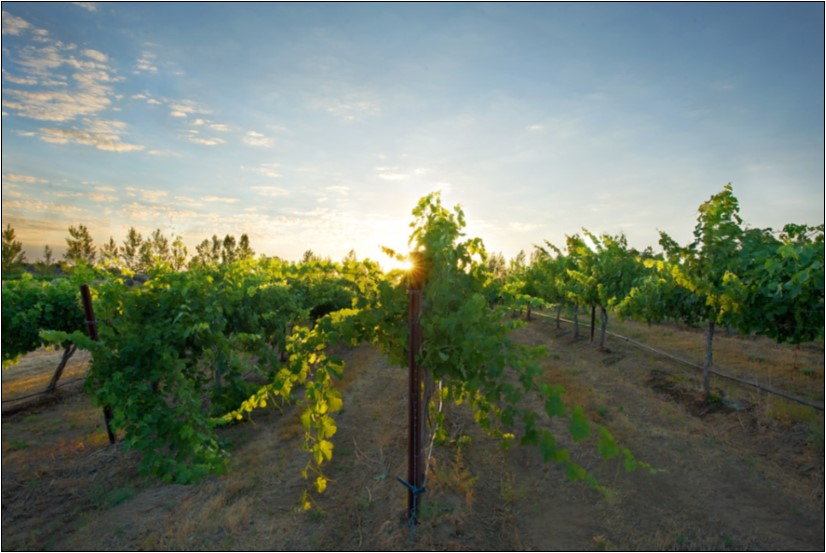Sunrise over grape vineyard