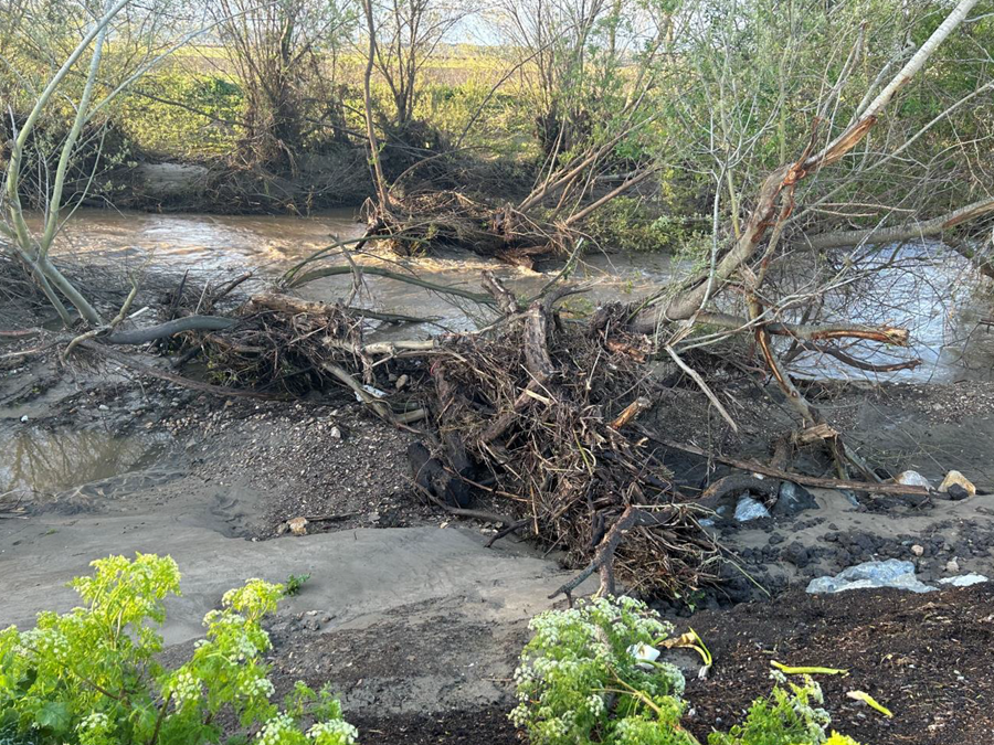 Image of tree debris in creek Click to view article, Commencing Construction Work on the Arroyo Grande Creek Flood Control Channel and Levee in Oceano