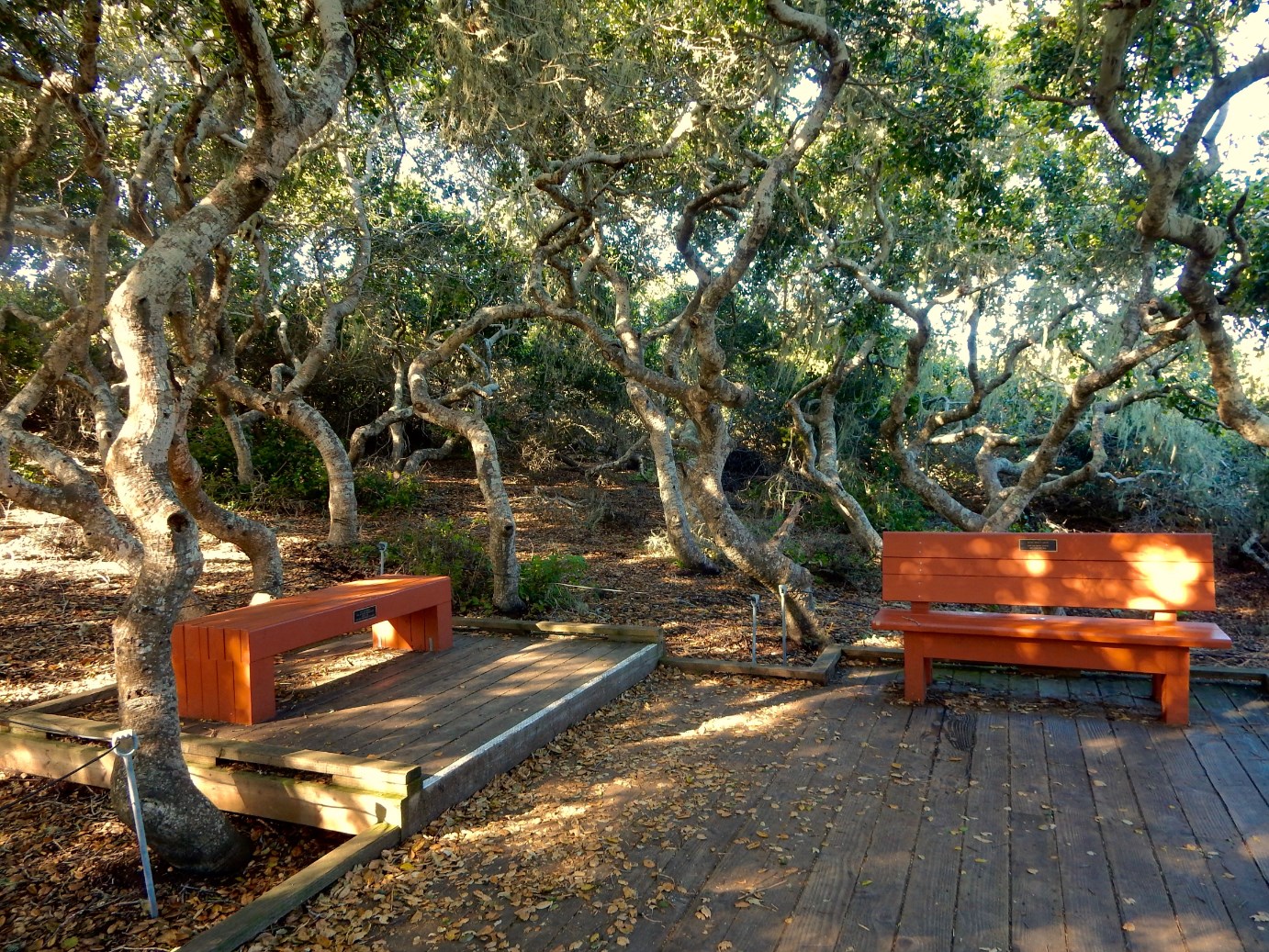 A place to sit and ponder in the Elfin Forest. Photo by Lynn Stafford