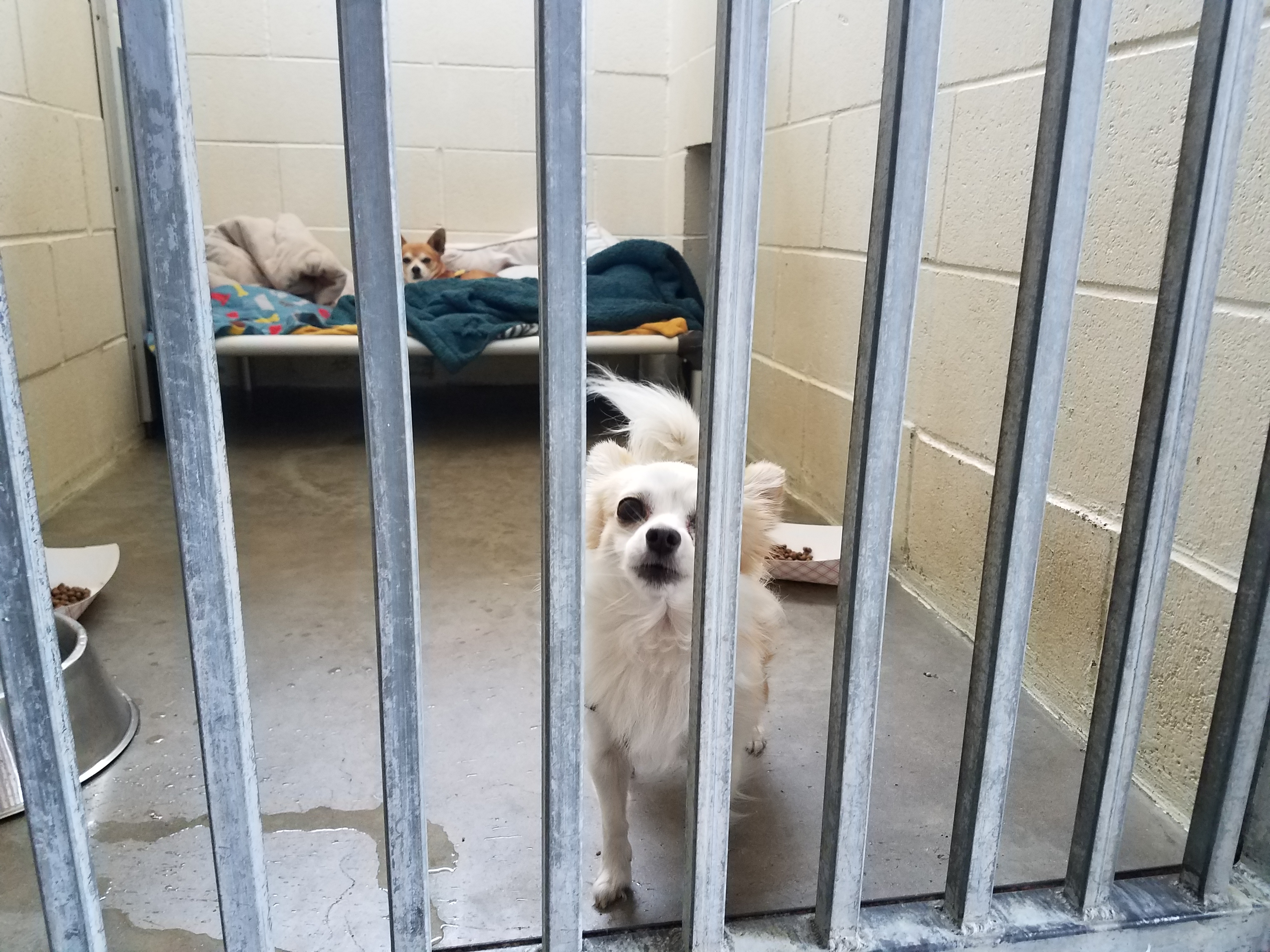 Board to Review Animal Shelter Project After Two Cities Withdraw - County  of San Luis Obispo