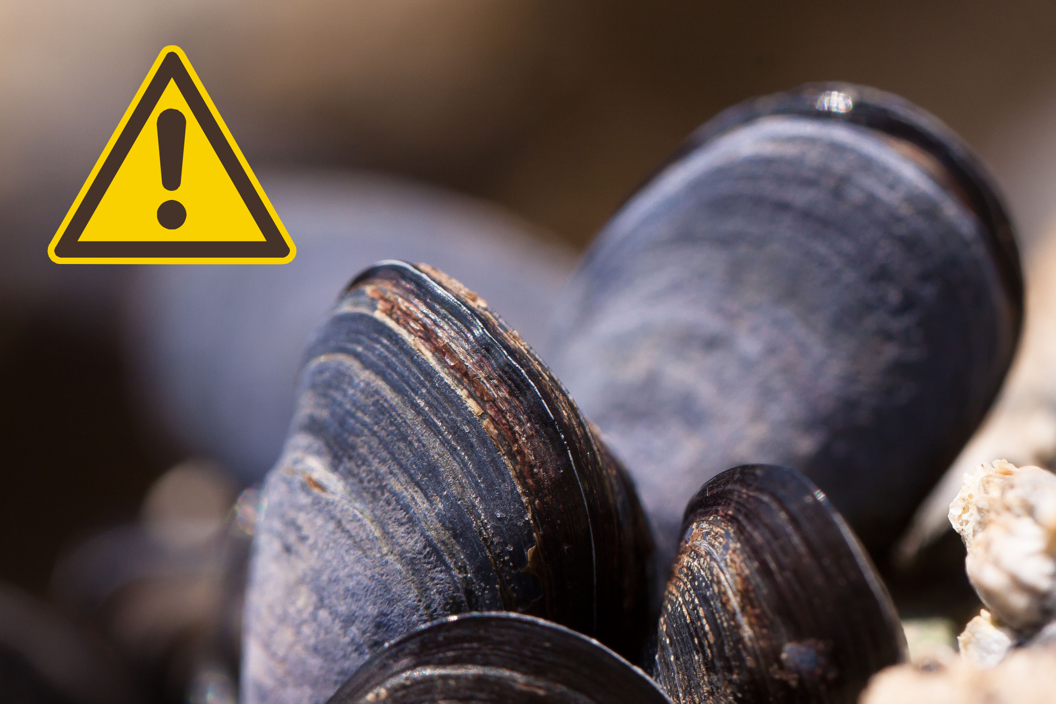 Mussels with yellow alert icon Click to view article, Shellfish Safety Notification: Sport-Harvested Bivalve Shellfish from Humboldt and San Luis Obispo Counties
