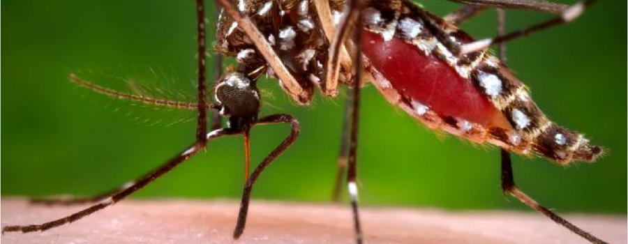 Picture of Aedes aegypti, the yellow fever mosquito, is a mosquito that can spread dengue fever, chikungunya, Zika fever, Mayaro and yellow fever viruses, and other disease agents. 