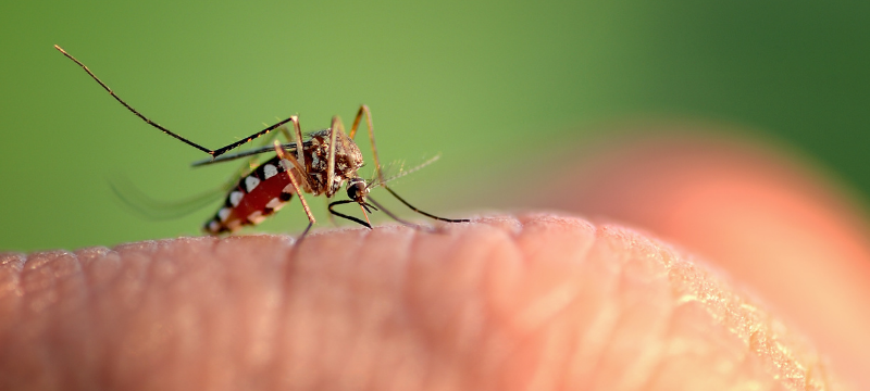 A mosquito with brown and beige striped markings sits on the knuckle of a human hand.