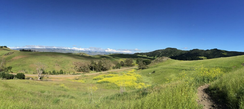 Blanket of yellow wild flowers near narrow trail overlooking hills in SLO County.