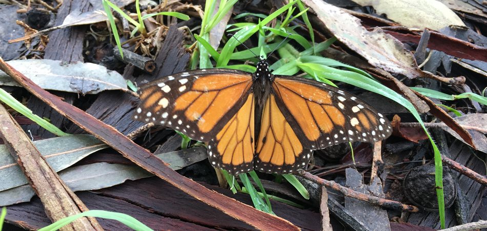  Click to view article, Morro Bay Golf Course Monarch Butterfly Tours