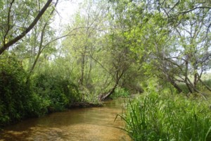 Arroyo Grande Creek Watershed