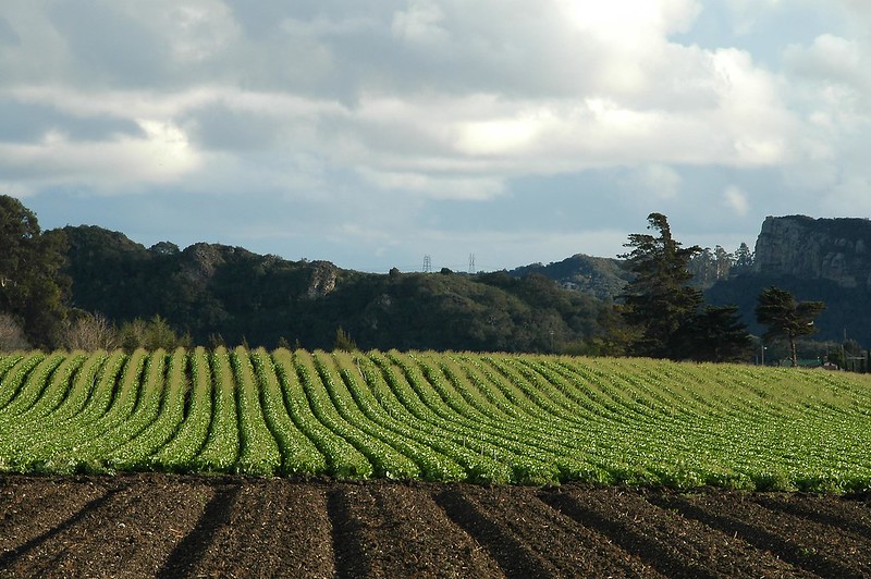 Agricultural fields with row crops in front of trees and hills