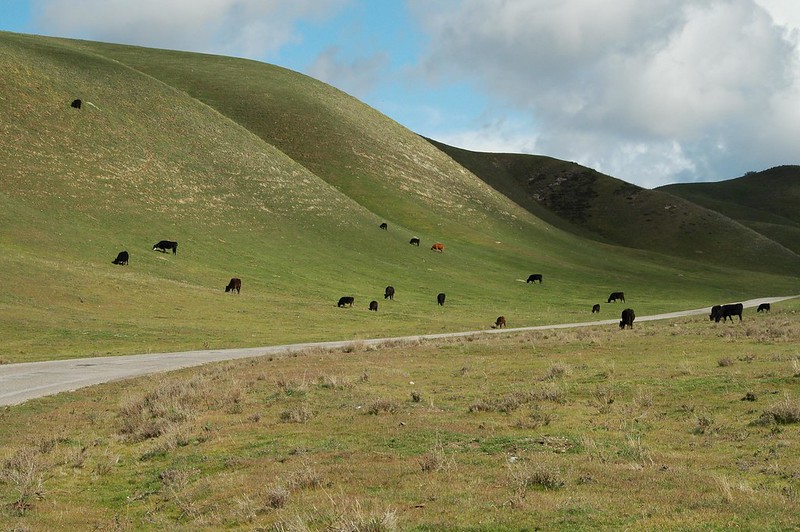 Green hills with cows eating the grass.