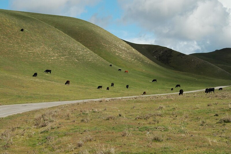 Grass covered hills with a road in the foreground and cows grazing.