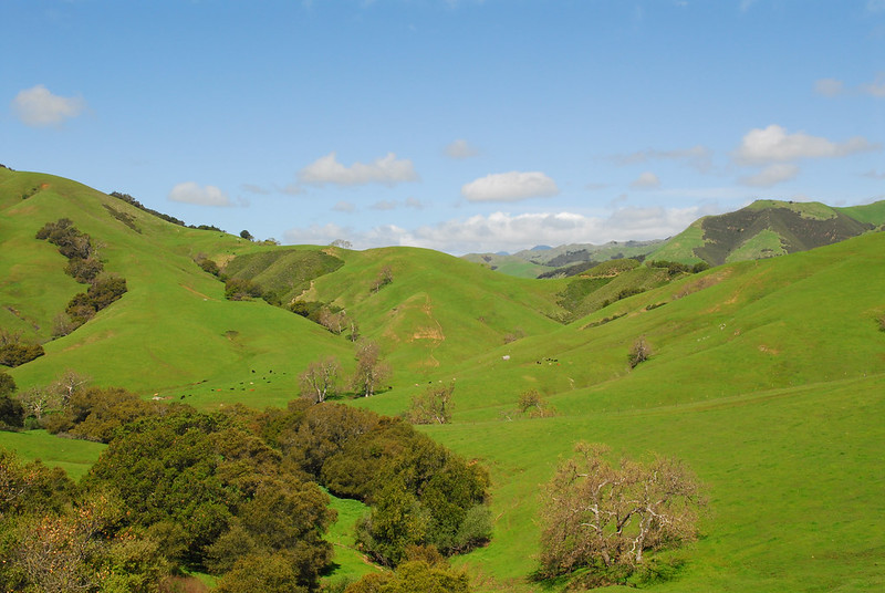 Green hills with some oak trees on them.