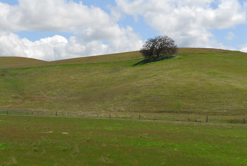 Hill with an oak tree