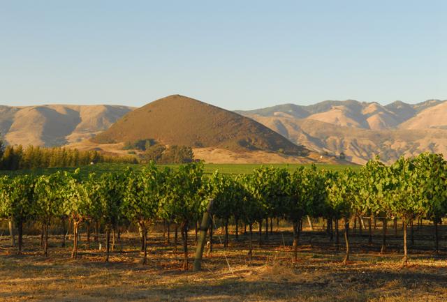 Grape vines on trellises with hills in the background