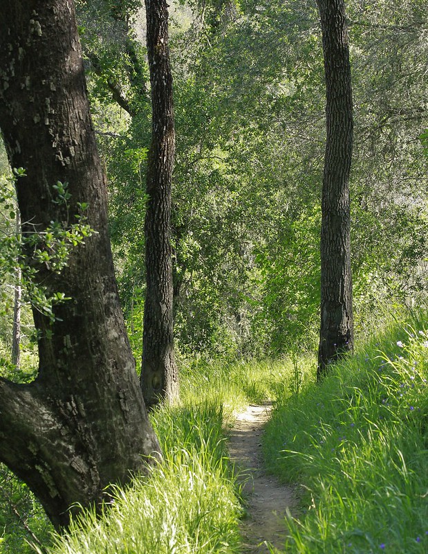 Pathway through grass and oak trees