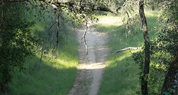 Dirt path under oak trees through grass.