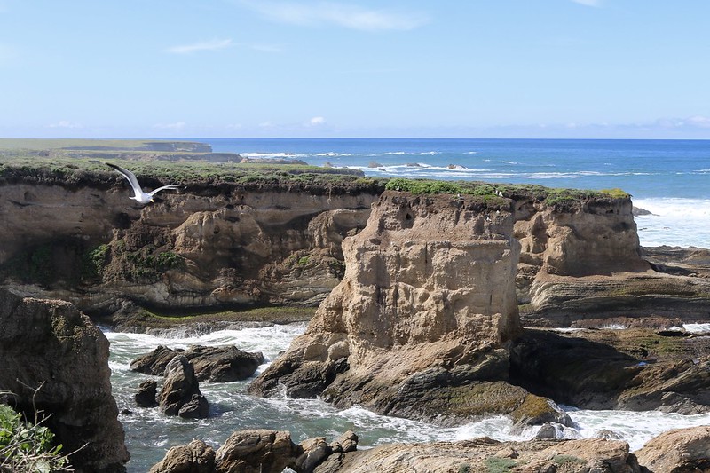 View of bluffs at Montana De Oro with a bird flying in the foreground and the ocean in the background