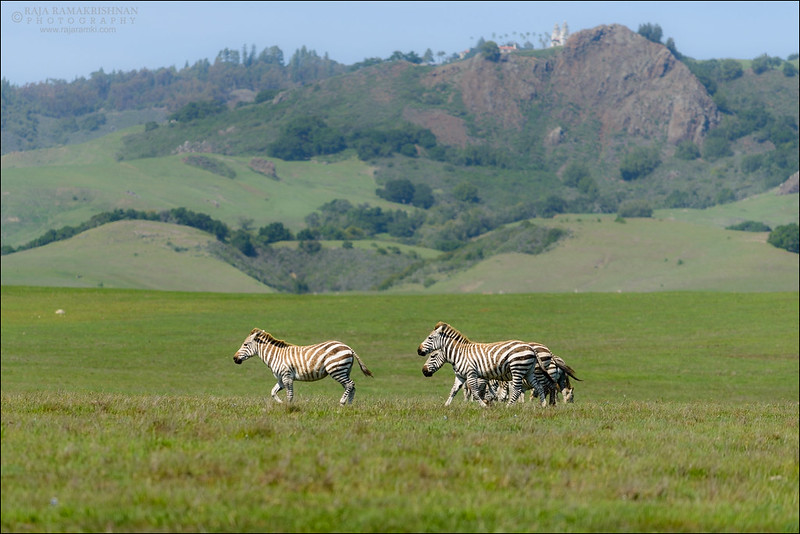 Zebras running on a grassy plain in front of green hills.