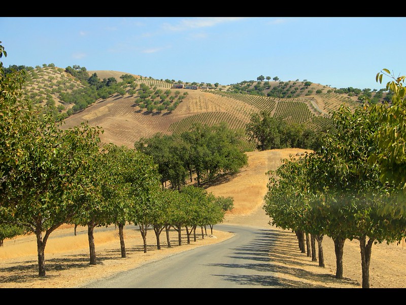 Driveway with trees lining the road and hills in the background with vineyards.