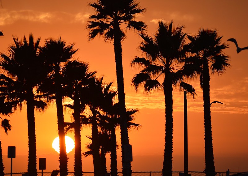 Palm trees in front of a setting sun.