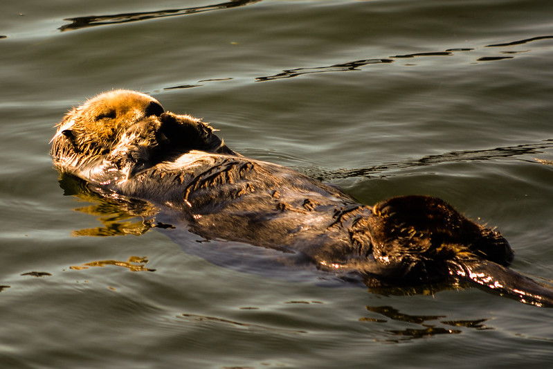 Sea Otter resting on his back floating in the water.