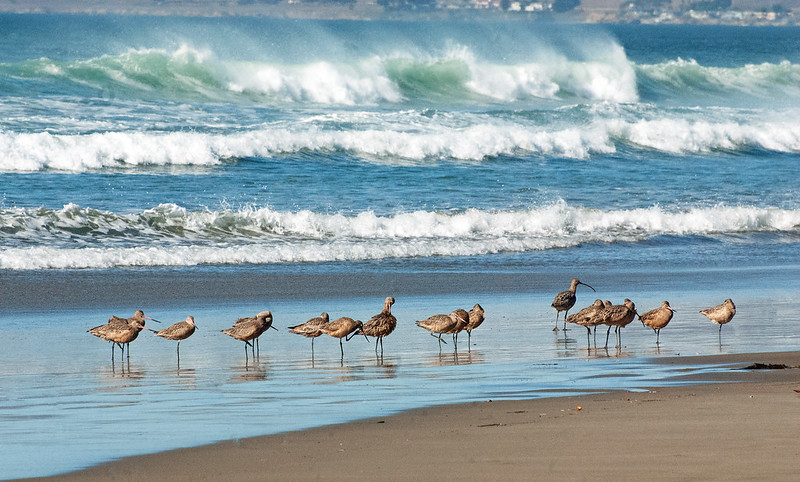 Birds gathering on a beach with waves in the background