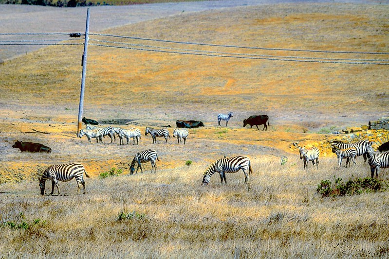 Zebras grazing on a grassy hill.