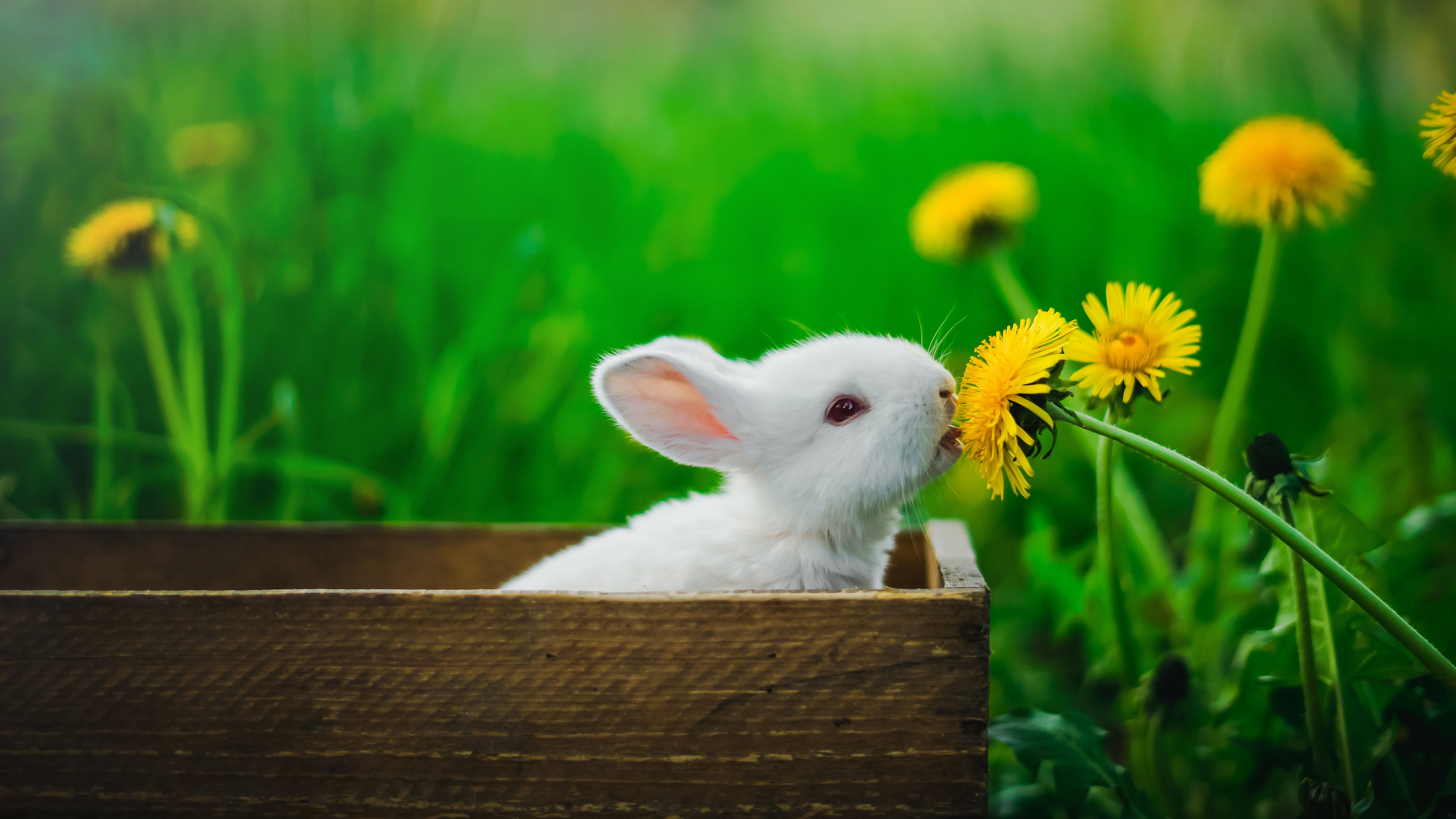 White rabbit in brown wooden box sniffing a yellow flower.