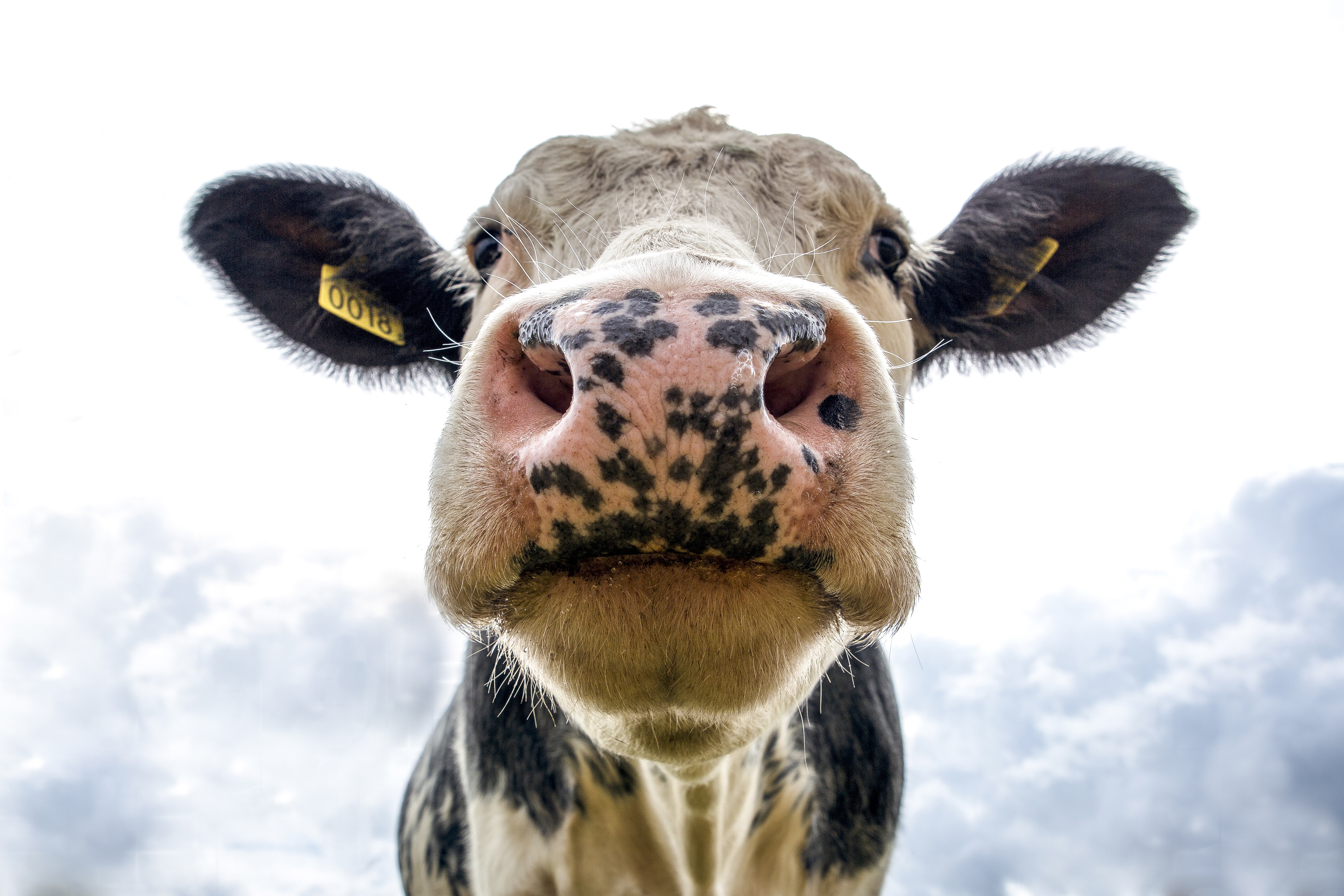 Close up photo of a cows face with blue sky in the background