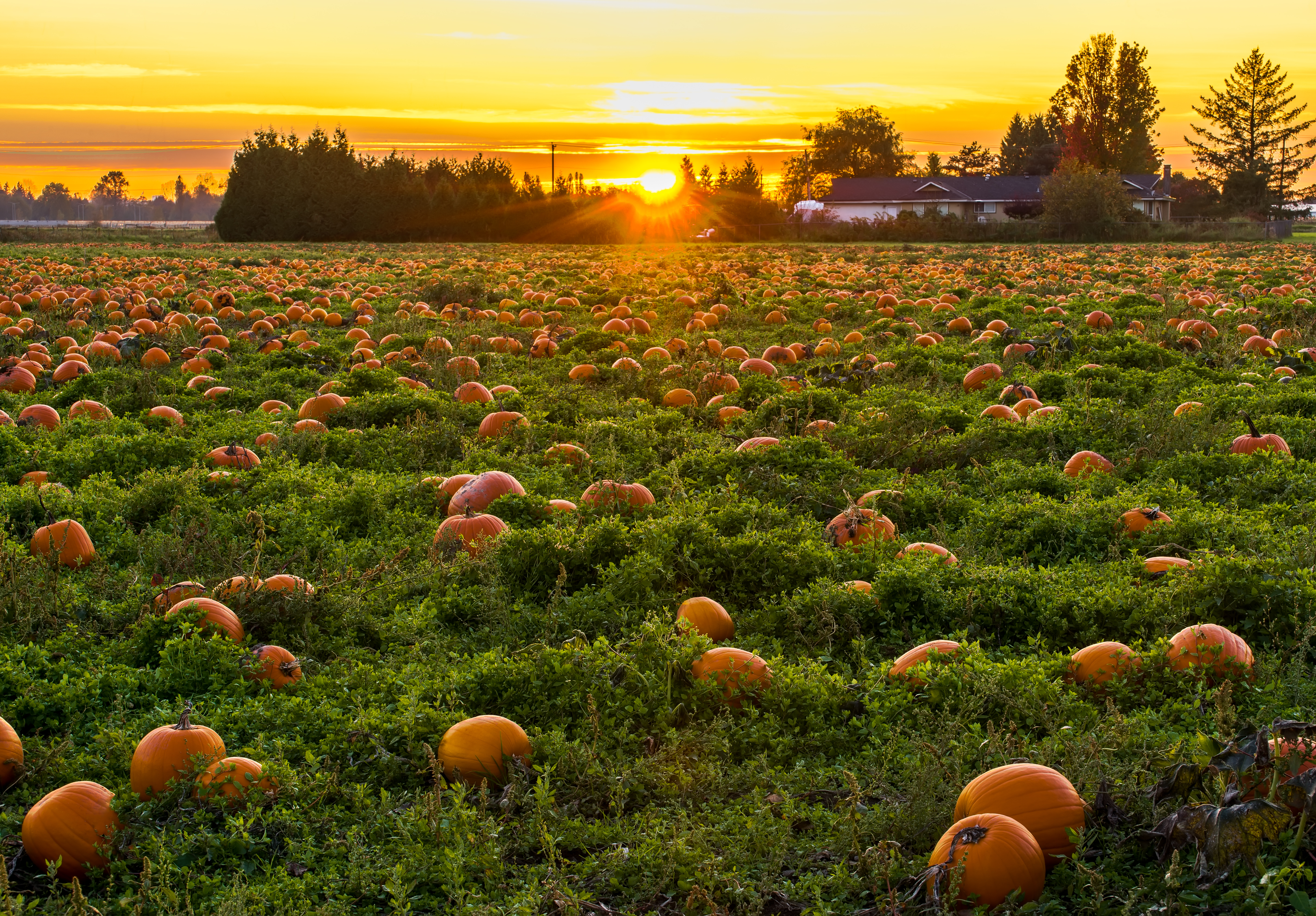 Pumpkin patch during sunset