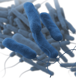 Legionella bacteria picture