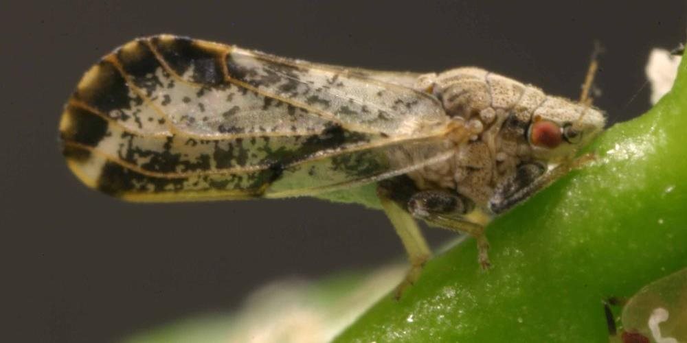 Asian citrus psyllid on a leaf stem