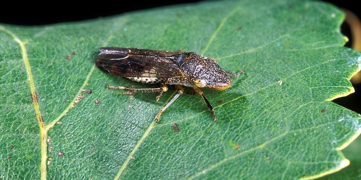 Glassy-winged sharpshooter on a leaf.