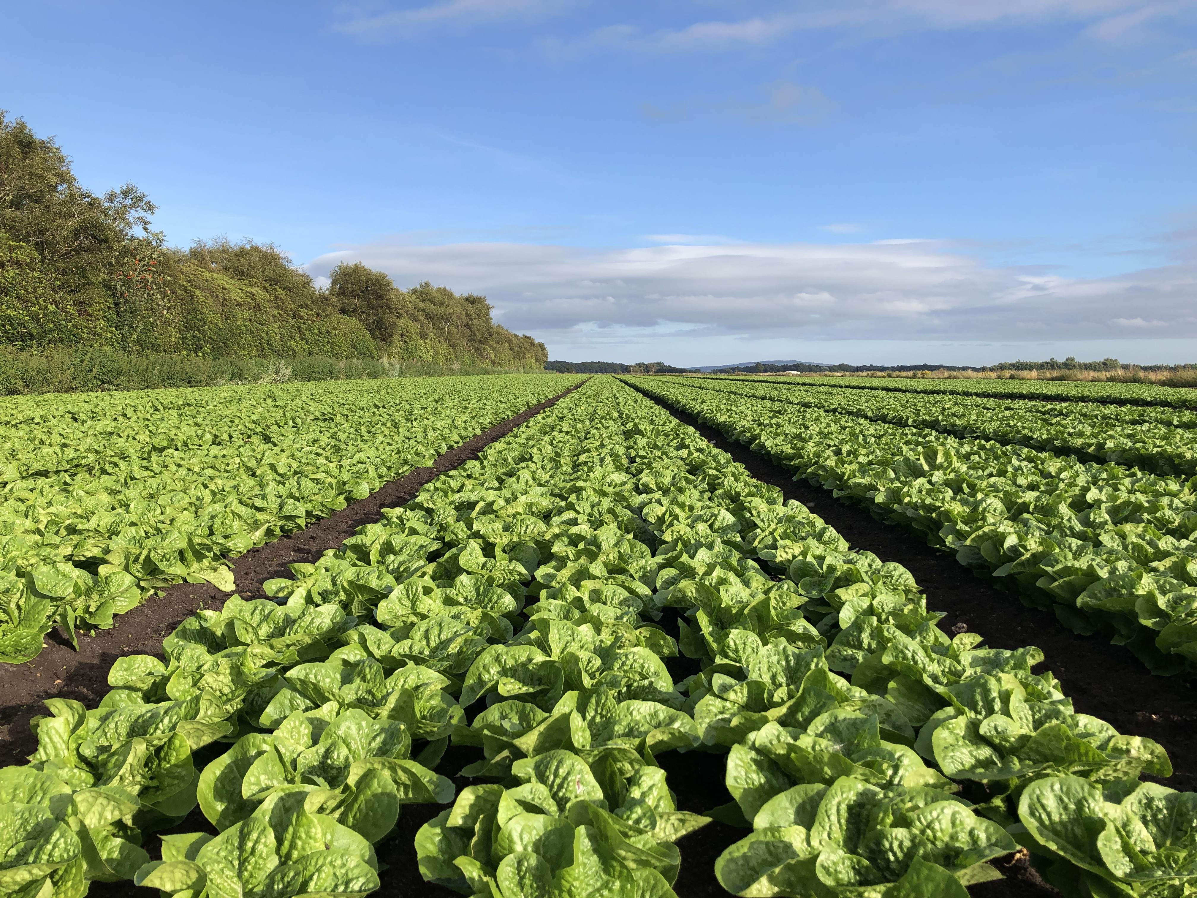 Image of green vegetables growing from brown dirt. The sky is blue with some clouds. To the left of the screen, there is a line of trees