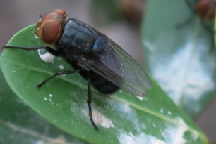 New world screwworm fly
