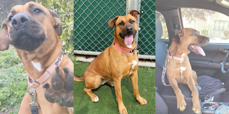 Carmel, the black mouth cur mix Click to view article, April Pet of the Month: Carmel