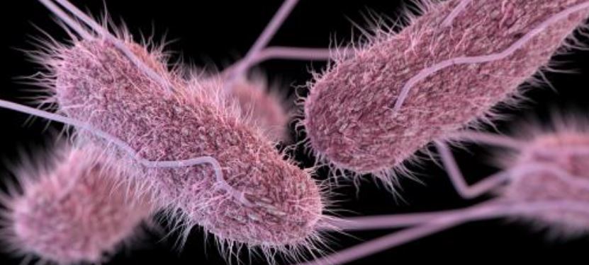 Picture of Salmonella bacteria