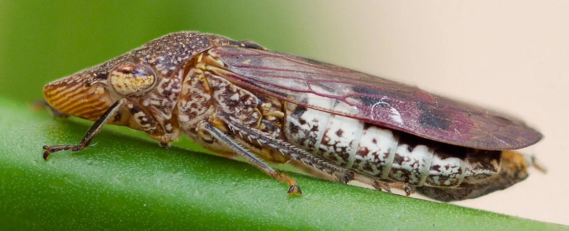Glassy-winged sharpshooter on a leaf stem.