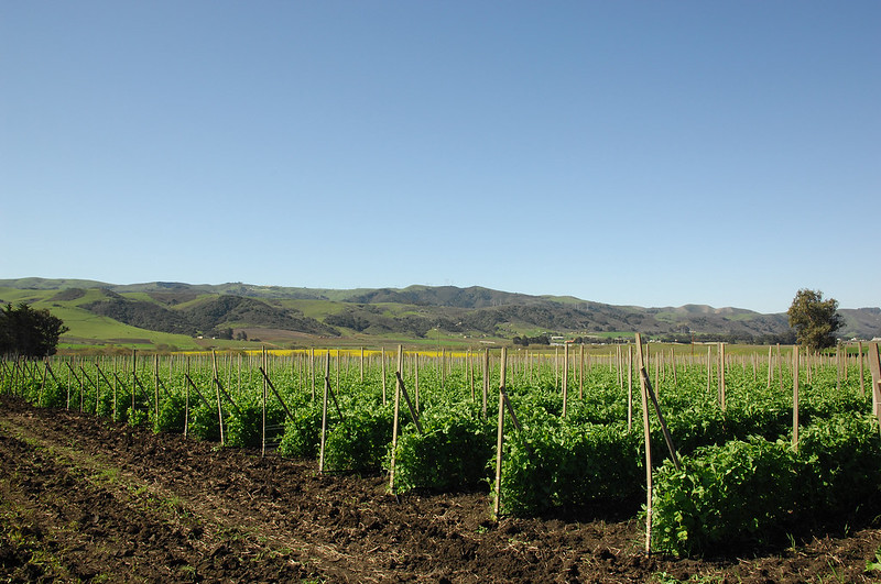 Dirt road in front of rows of crops in the foreground and hills in the background.