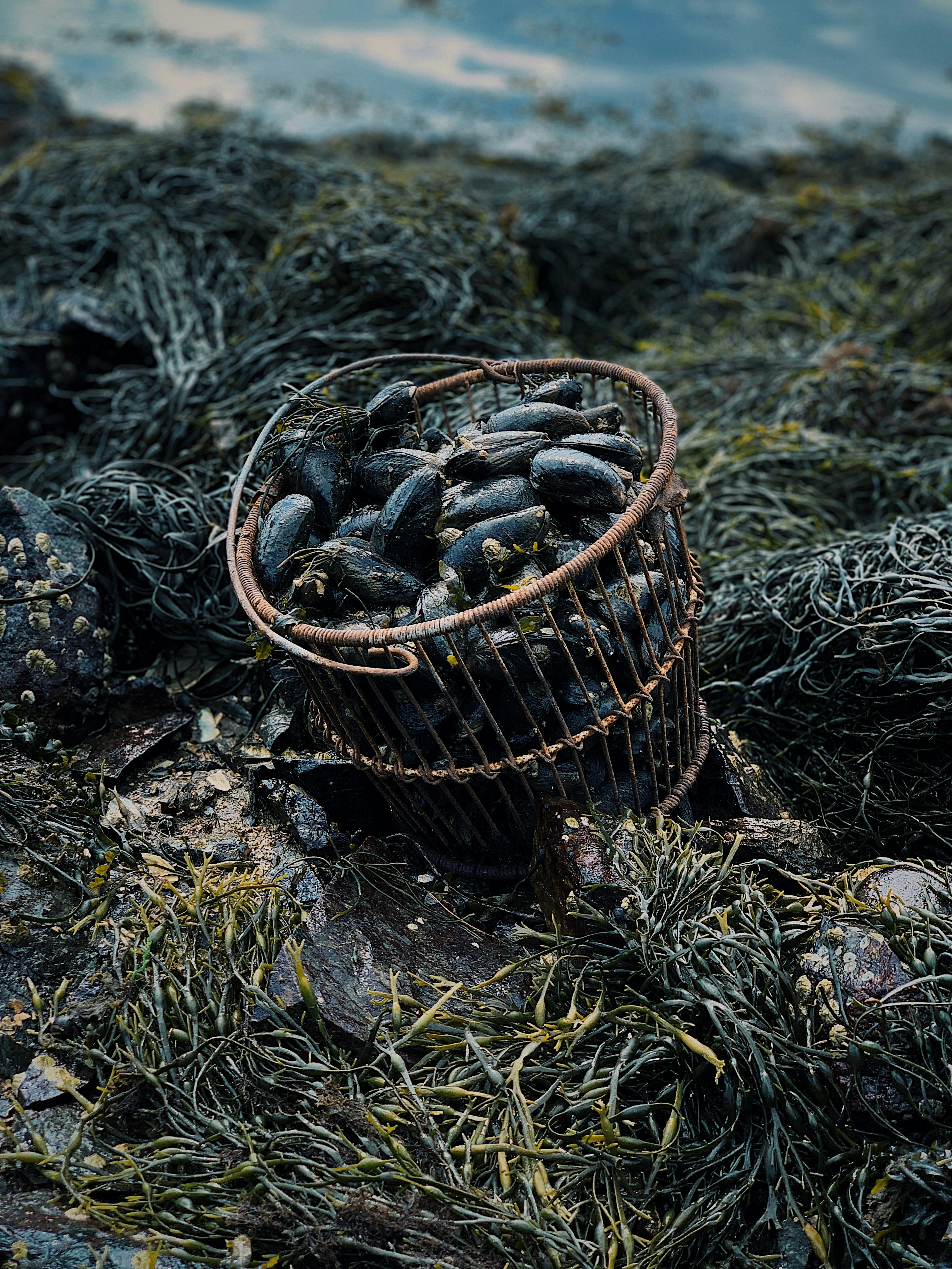 Annual Quarantine of Sport-Harvested Mussels Ends October 31
