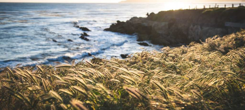 Coastline on a grassy bluff overseeing a rugged coast.