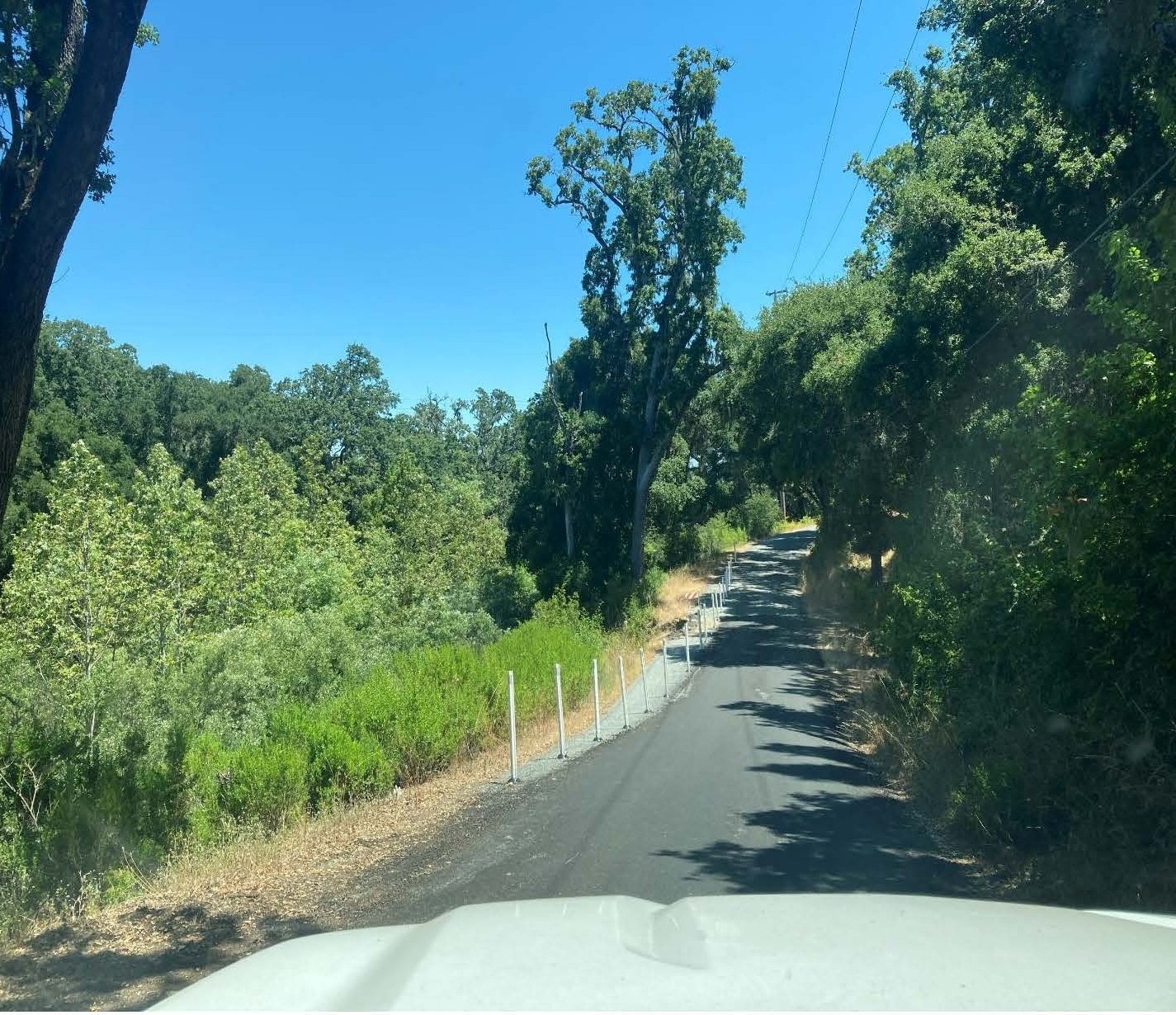 A narrow paved road winds through dense green woodland under a clear blue sky, viewed from inside a vehicle. White roadside posts line the left edge, with tall trees, shrubs, and dry grass surrounding