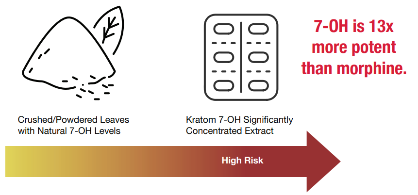 "An infographic comparing raw Kratom powder to 7-OH extracts. It features a spectrum arrow moving from yellow to dark red labeled 'High Risk.' On the left, a pile of powder is labeled 'Crushed/Powdered Leaves with Natural 7-OH Levels.' On the right, a blister pack of tablets is labeled 'Kratom 7-OH Significantly Concentrated Extract.' Bold red text states: '7-OH is 13x more potent than morphine.'"
