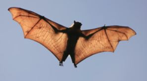 Picture of a bat (mammal)