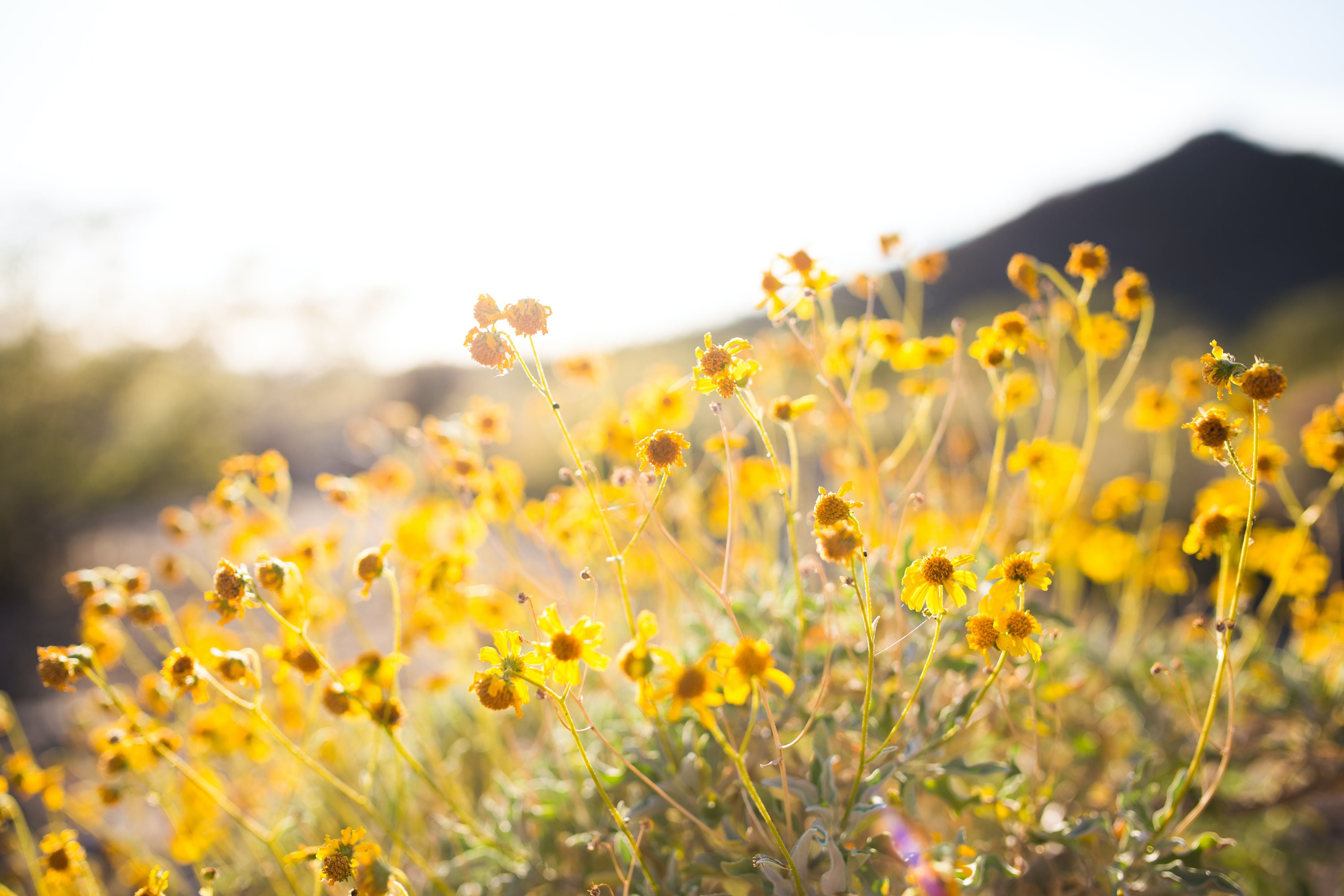 Photo of field with yellow flowers