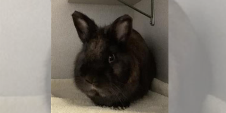 Fuzz, the Polish rabbit mix.  Click to view article, February Pet of the Month: Fuzz