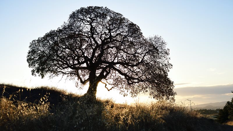 photo of oak tree