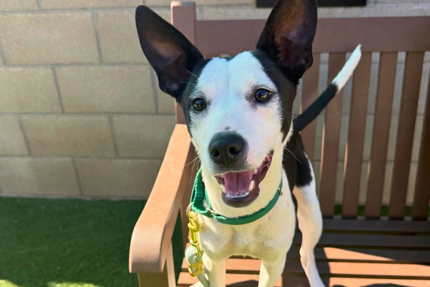 Black and white dog smiling on a bench at the Animal Services Shelter