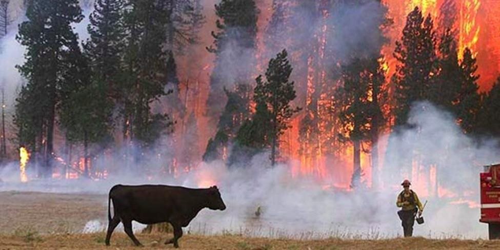 Cow and Firefighter in front of a forest fire.