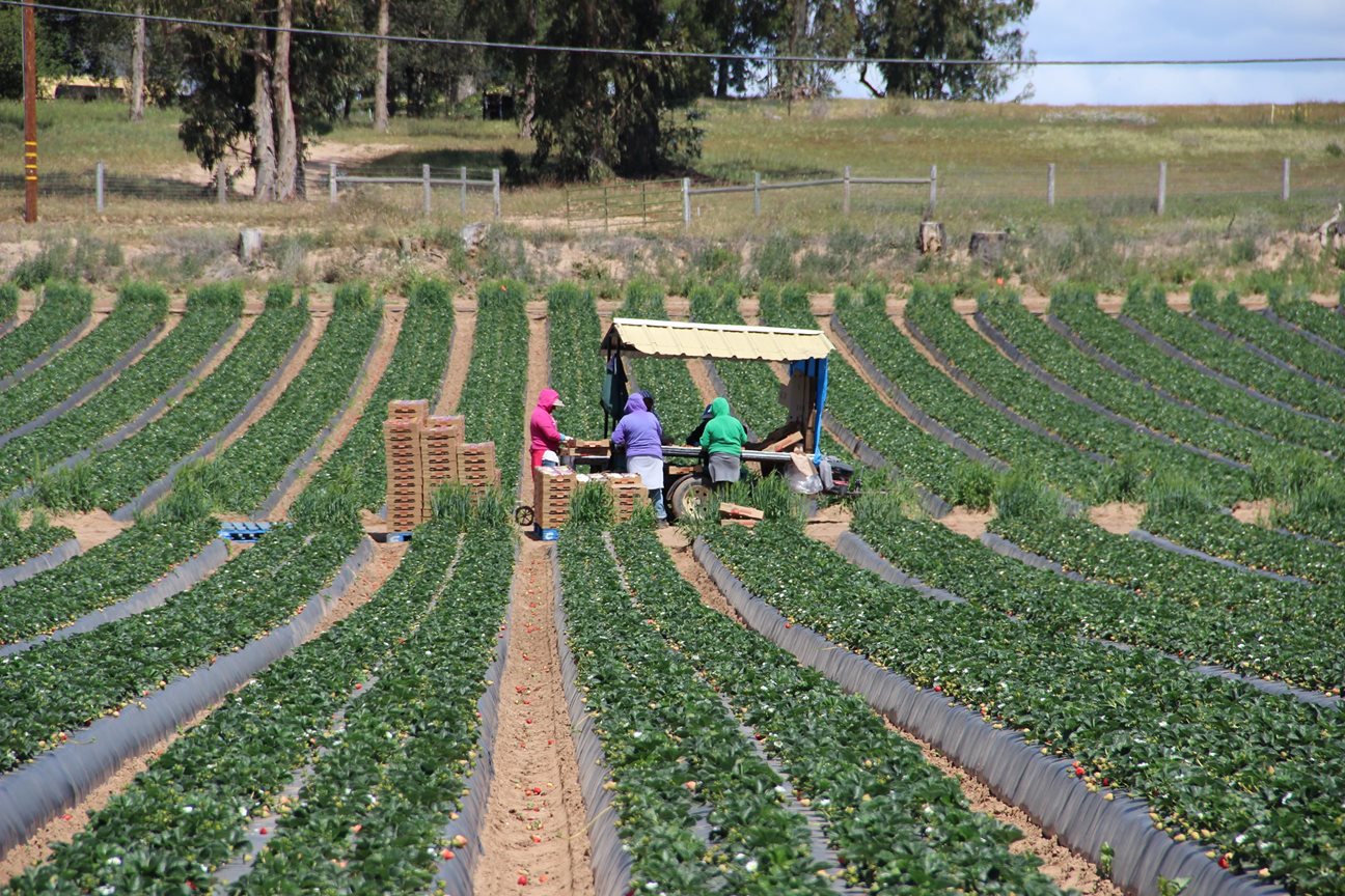 Workers packing strawberries into boxes in a strawberry field.